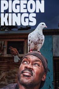 Pigeon Kings Pigeon Kings
